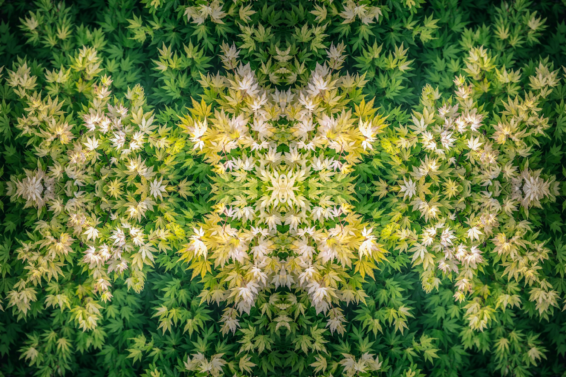 Green psychedelic pattern, representing personal growth after a psychedelic crisis