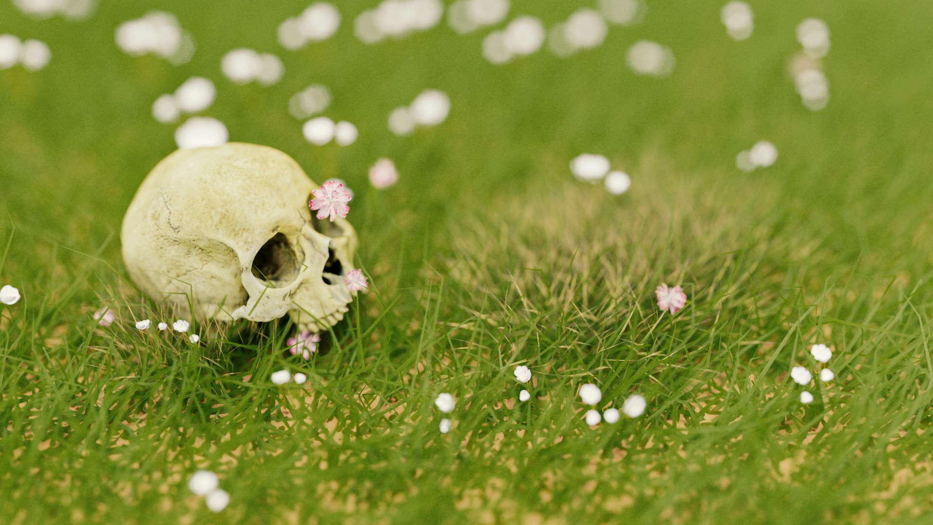 skull on grass with flowers on a sunny day, portraying Finding peace with mortality